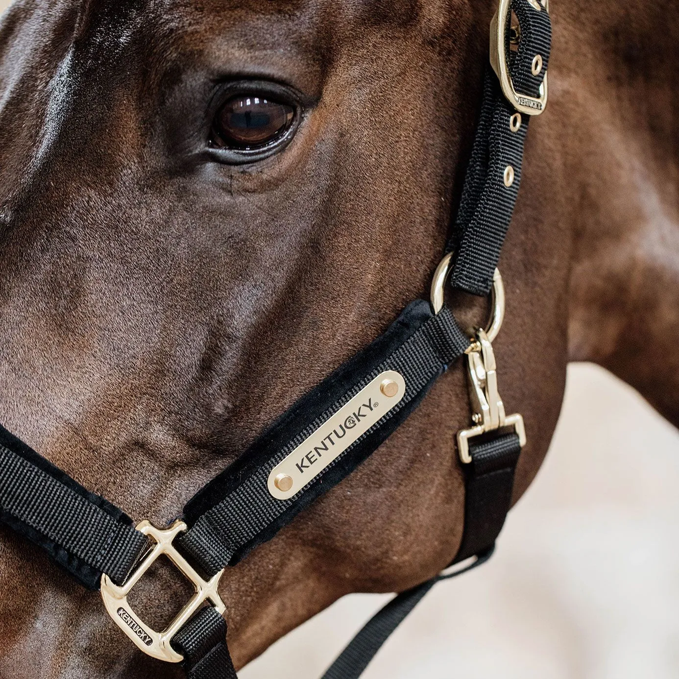 Kentucky Horsewear Velvet Headcollar - Black