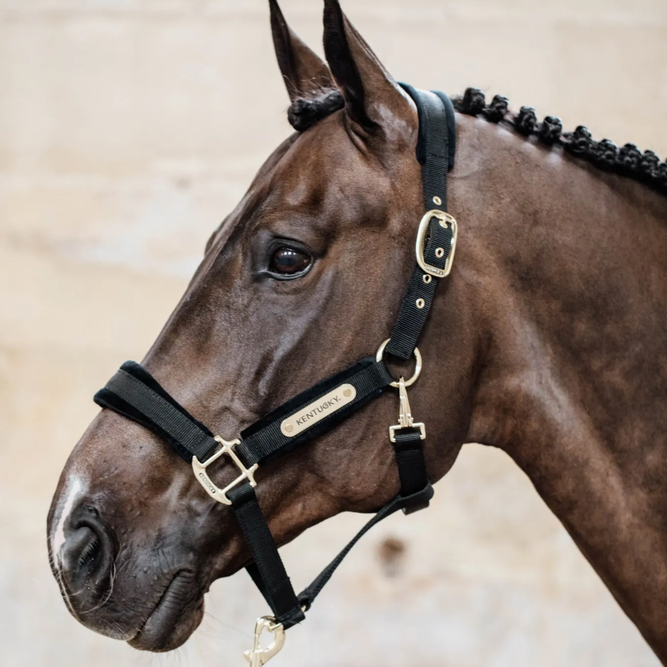 Kentucky Horsewear Velvet Headcollar - Black