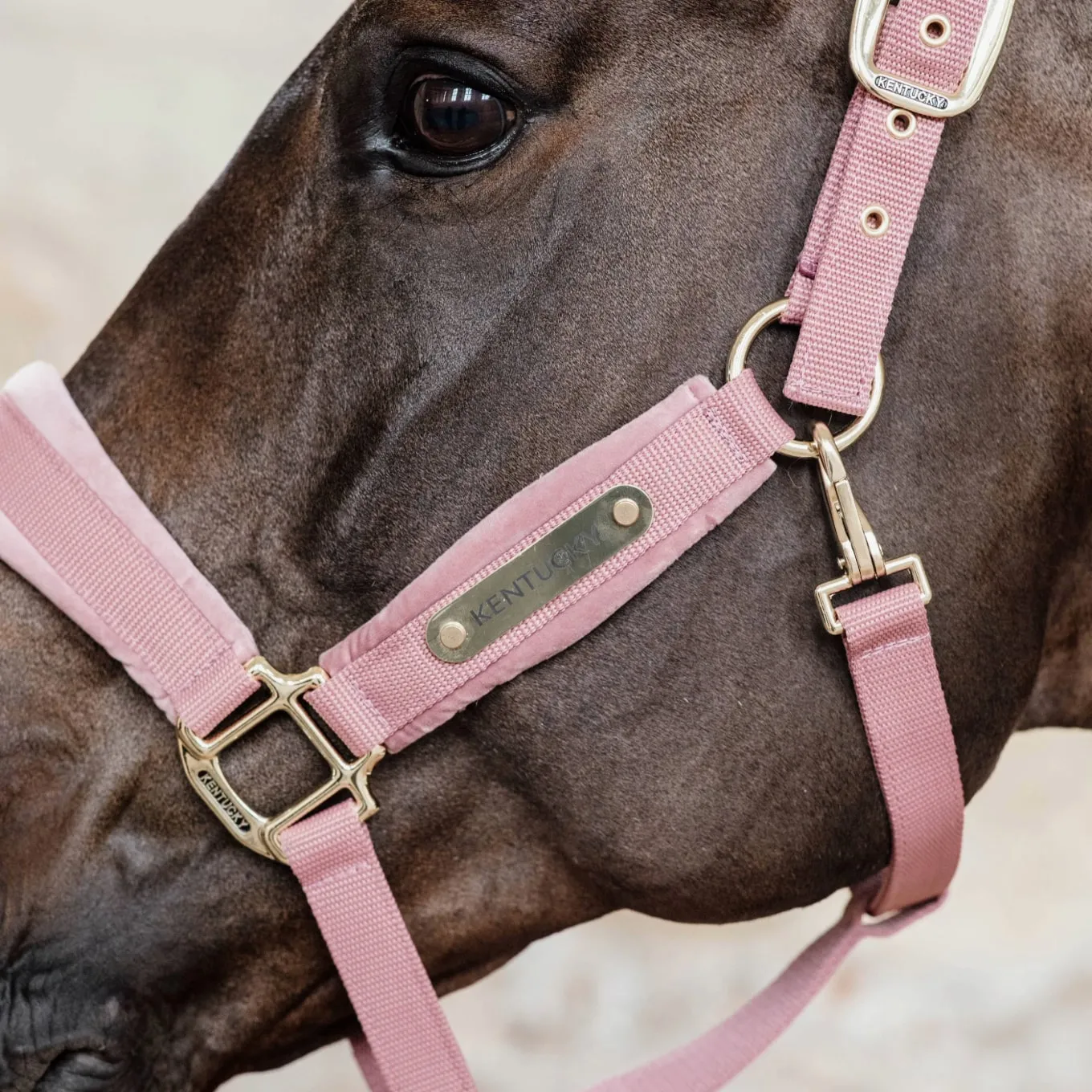 Kentucky Horsewear Velvet Headcollar - Old Rose