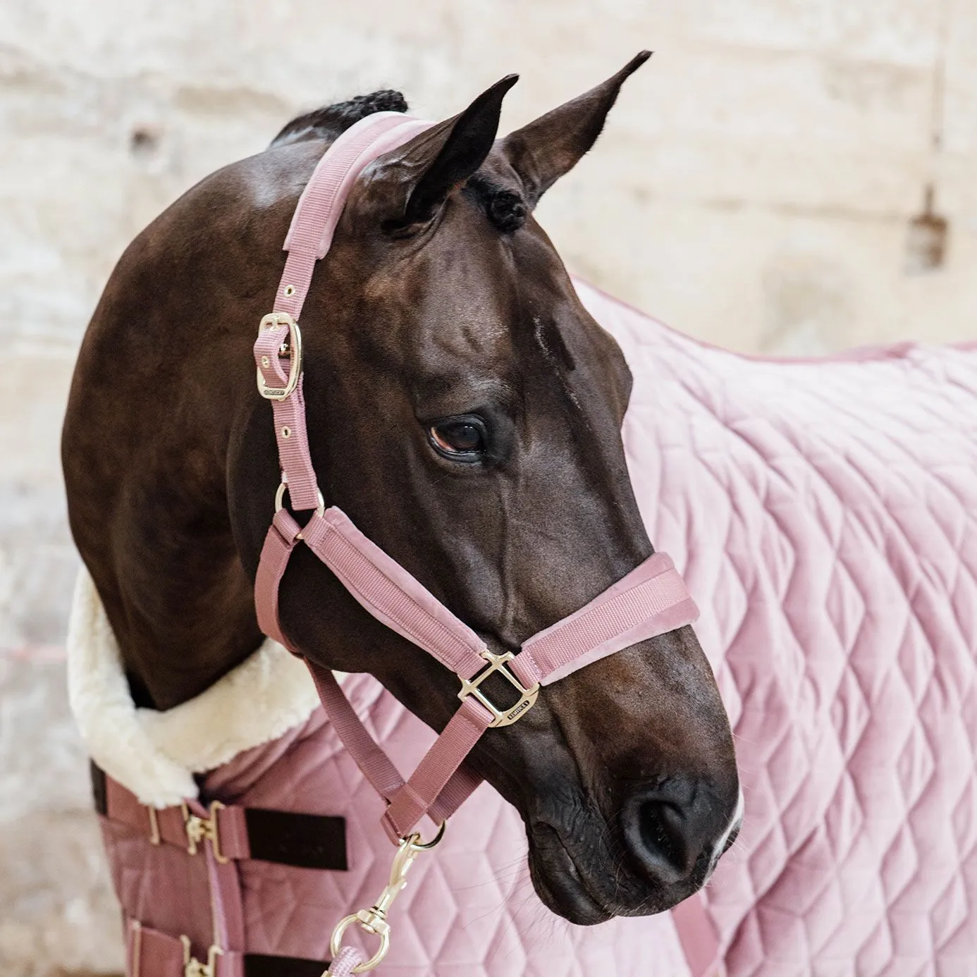 Kentucky Horsewear Velvet Headcollar - Old Rose